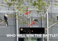 Hornbill vs Malaysian Pied Fantail: Viral Ledge Showdown Highlights Urban Wildlife Reality
