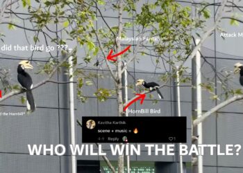 Hornbill vs Malaysian Pied Fantail: Viral Ledge Showdown Highlights Urban Wildlife Reality