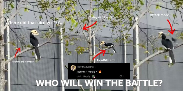 Hornbill vs Malaysian Pied Fantail: Viral Ledge Showdown Highlights Urban Wildlife Reality