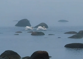 Shall we dance?! – Mesmerising swan courtship ritual caught on camera in Gulf of Finland