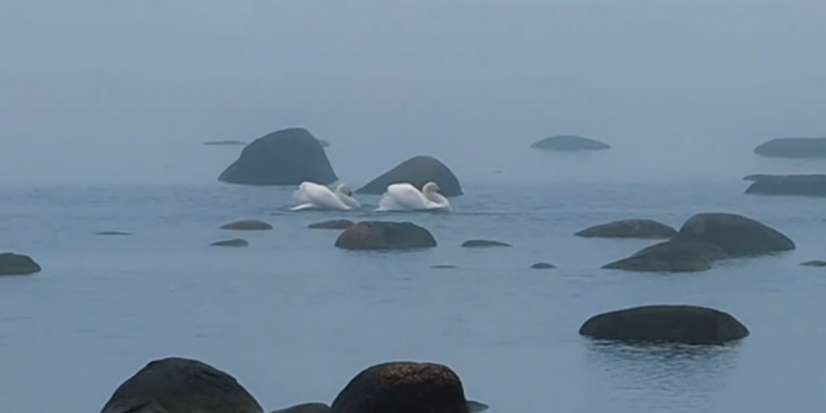 Shall we dance?! – Mesmerising swan courtship ritual caught on camera in Gulf of Finland