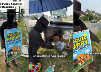 For 12 Years, This Man Has Spent Every Weekend Finding Homes for Stray Dogs