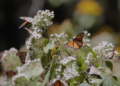 Monarchy restored – Butterfly population nearly doubles in Mexico’s wintering forests in Ocampo