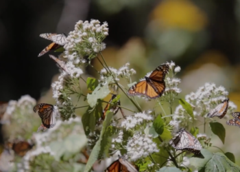 Monarchy restored – Butterfly population nearly doubles in Mexico’s wintering forests in Ocampo