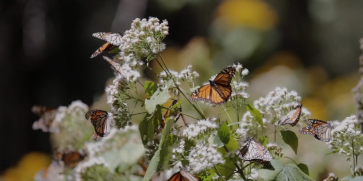 Monarchy restored – Butterfly population nearly doubles in Mexico’s wintering forests in Ocampo