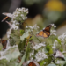 Monarchy restored – Butterfly population nearly doubles in Mexico’s wintering forests in Ocampo