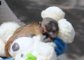 Stuffed with love! – Abandoned monkey with plush companion goes viral at Guadalajara Zoo