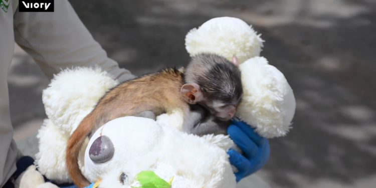 Stuffed with love! – Abandoned monkey with plush companion goes viral at Guadalajara Zoo