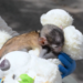 Stuffed with love! – Abandoned monkey with plush companion goes viral at Guadalajara Zoo