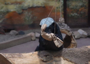 Brain food – Meet Neo, Moscow Zoo’s genius honey badger who solves puzzles for treats