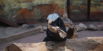 Brain food – Meet Neo, Moscow Zoo’s genius honey badger who solves puzzles for treats