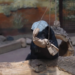 Brain food – Meet Neo, Moscow Zoo’s genius honey badger who solves puzzles for treats