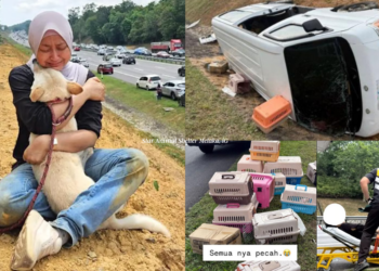 Heartbreak on the Highway: 3 Cats Among 20 Animals on Way to Adoption Drive Killed in Horror Melaka Crash
