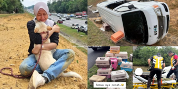 Heartbreak on the Highway: 3 Cats Among 20 Animals on Way to Adoption Drive Killed in Horror Melaka Crash