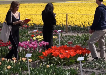 Nature’s masterpiece – Tulip fever hits the Netherlands as fields bloom into living artworks