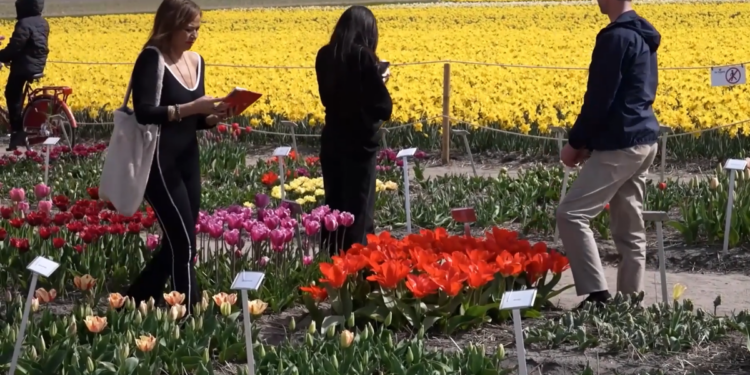 Nature’s masterpiece – Tulip fever hits the Netherlands as fields bloom into living artworks