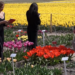 Nature’s masterpiece – Tulip fever hits the Netherlands as fields bloom into living artworks
