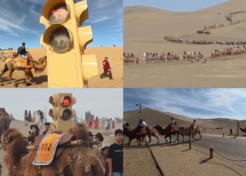 Speed humps! – Camel TRAFFIC LIGHTS in China’s Gobi Desert for peak tourist season