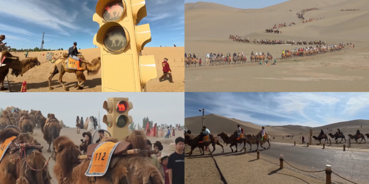 Speed humps! – Camel TRAFFIC LIGHTS in China’s Gobi Desert for peak tourist season