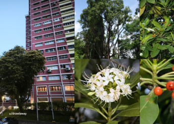 That Familiar Floral Night Smell Around Singapore? It Might Be Tembusu Flowers