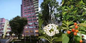 That Familiar Floral Night Smell Around Singapore? It Might Be Tembusu Flowers
