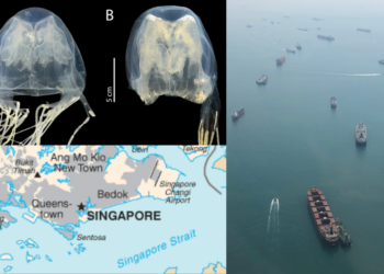 Highly Venomous Box Jellyfish Species Found Off Singapore Waters