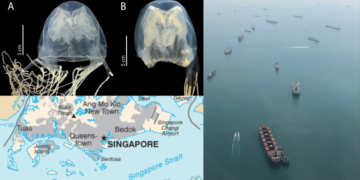 Highly Venomous Box Jellyfish Species Found Off Singapore Waters