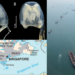 Highly Venomous Box Jellyfish Species Found Off Singapore Waters