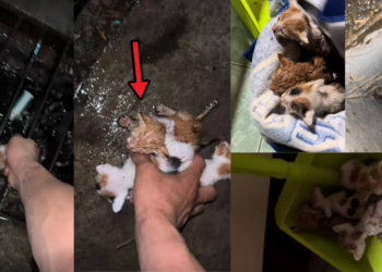 Man Rescues Four Kittens from Drain During Heavy Storm