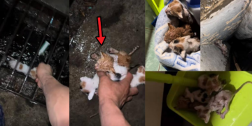 Man Rescues Four Kittens from Drain During Heavy Storm