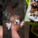 Man Rescues Four Kittens from Drain During Heavy Storm