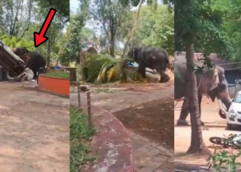 Captive Elephant Turns Violent During Kerala Temple Festival, One-Person-Killed
