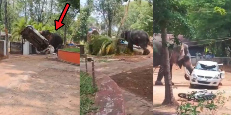 Captive Elephant Turns Violent During Kerala Temple Festival, One-Person-Killed