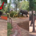 Captive Elephant Turns Violent During Kerala Temple Festival, One-Person-Killed
