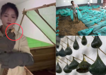 China Woman Runs Snake Farm, Earns $146K Raising 60,000 Venomous Snakes