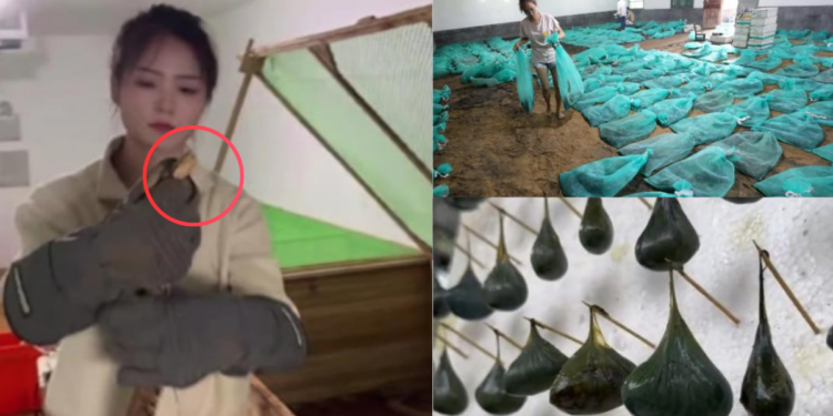 China Woman Runs Snake Farm, Earns $146K Raising 60,000 Venomous Snakes