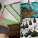 China Woman Runs Snake Farm, Earns $146K Raising 60,000 Venomous Snakes