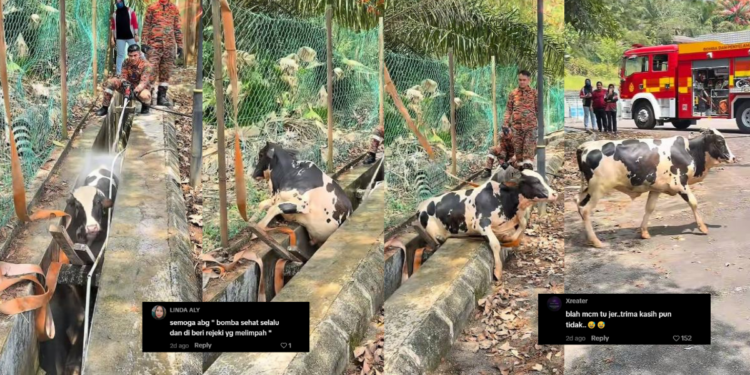 Brave Firefighters Rescue Trapped Cow From Deep Drainage Ditch In Malaysia
