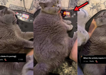 Chubby Grey Cat Relaxing on a Vibration Plate Goes Viral