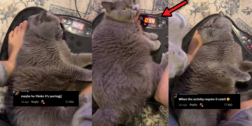 Chubby Gray Cat Enjoys Relaxing Foot Massage Goes Viral Worldwide Video