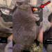 Chubby Grey Cat Relaxing on a Vibration Plate Goes Viral