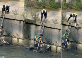 Viral Video Shows Brave Men Saving Trapped Cat From Dangerous Canal