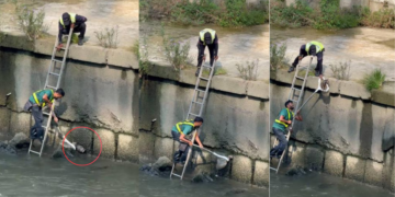 Viral Video Shows Brave Men Saving Trapped Cat From Dangerous Canal