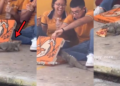Cute Iguana Interrupts Couple’s Pizza Date In Fun Viral Clip