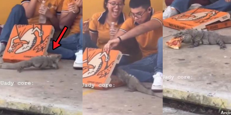 Cute Iguana Interrupts Couple’s Pizza Date In Fun Viral Clip