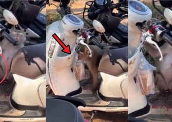 Monkey Steals Iced Coffee From Parked Motorcycle in Viral Video