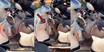 Monkey Steals Iced Coffee From Parked Motorcycle in Viral Video