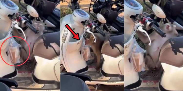 Monkey Steals Iced Coffee From Parked Motorcycle in Viral Video