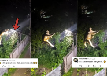Monkey Eats Insects Near Streetlight In Viral Late-Night Video