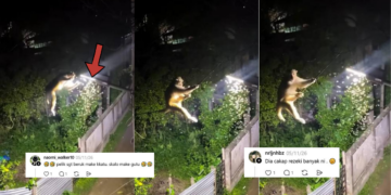 Monkey Eats Insects Near Streetlight In Viral Late-Night Video